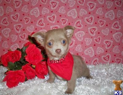 Chihuahua Puppies for Sale